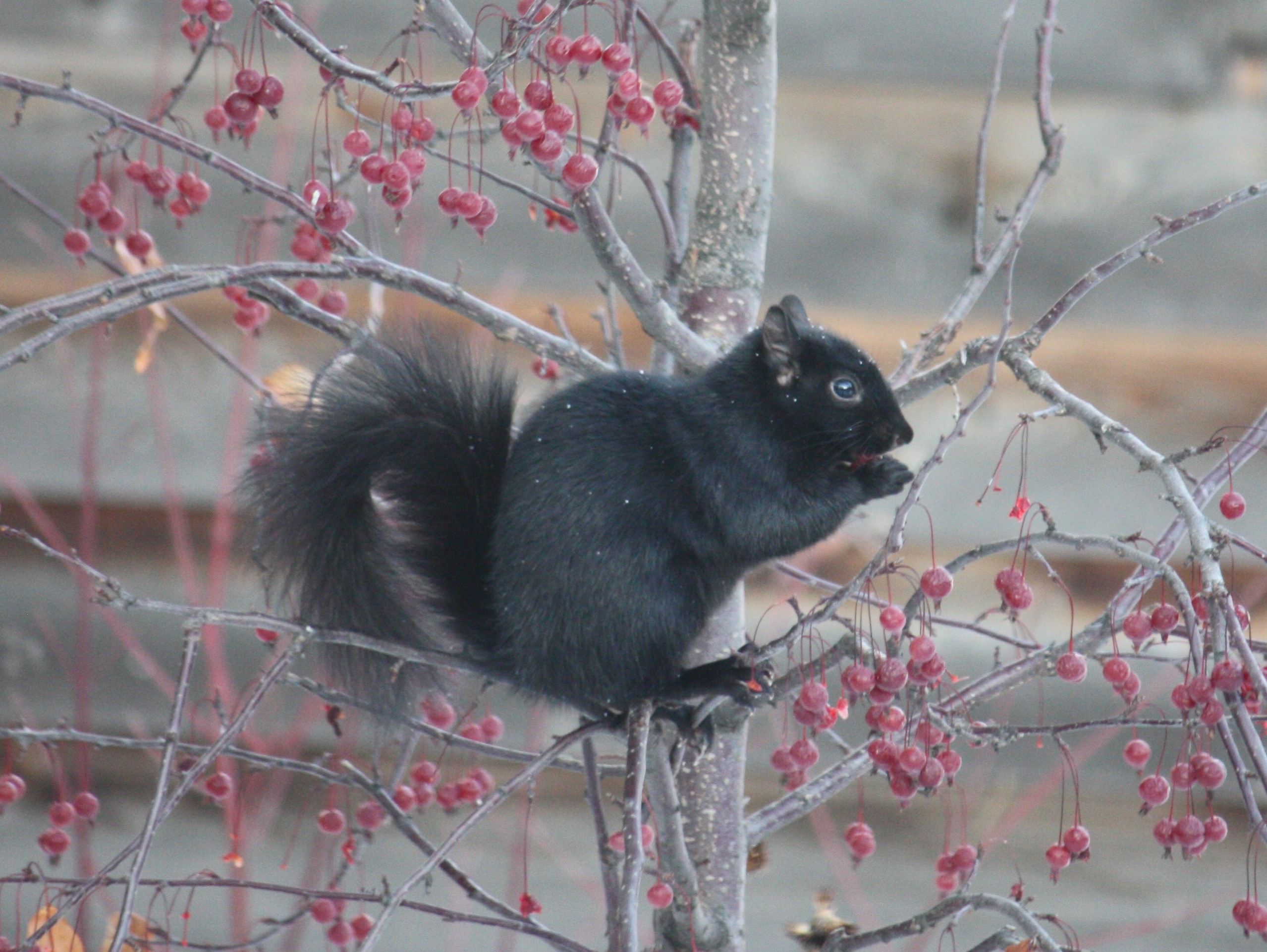November Crabapple feast – The Corner Pollinator Garden and