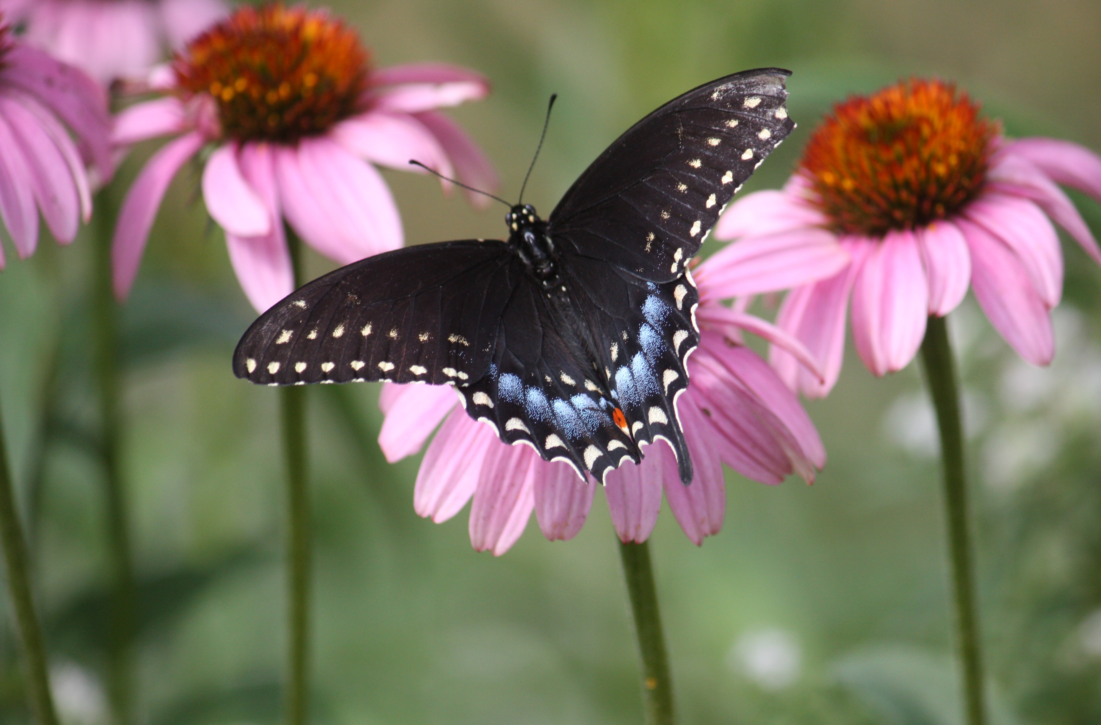 Not just honeybees – The Corner Pollinator Garden and Wildlife Habitat
