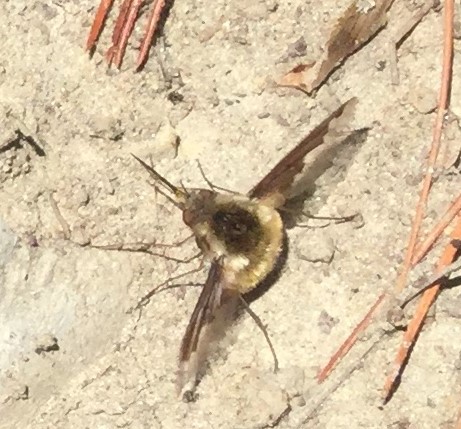 Daughters of old friends: early spring bees – The Corner Pollinator ...