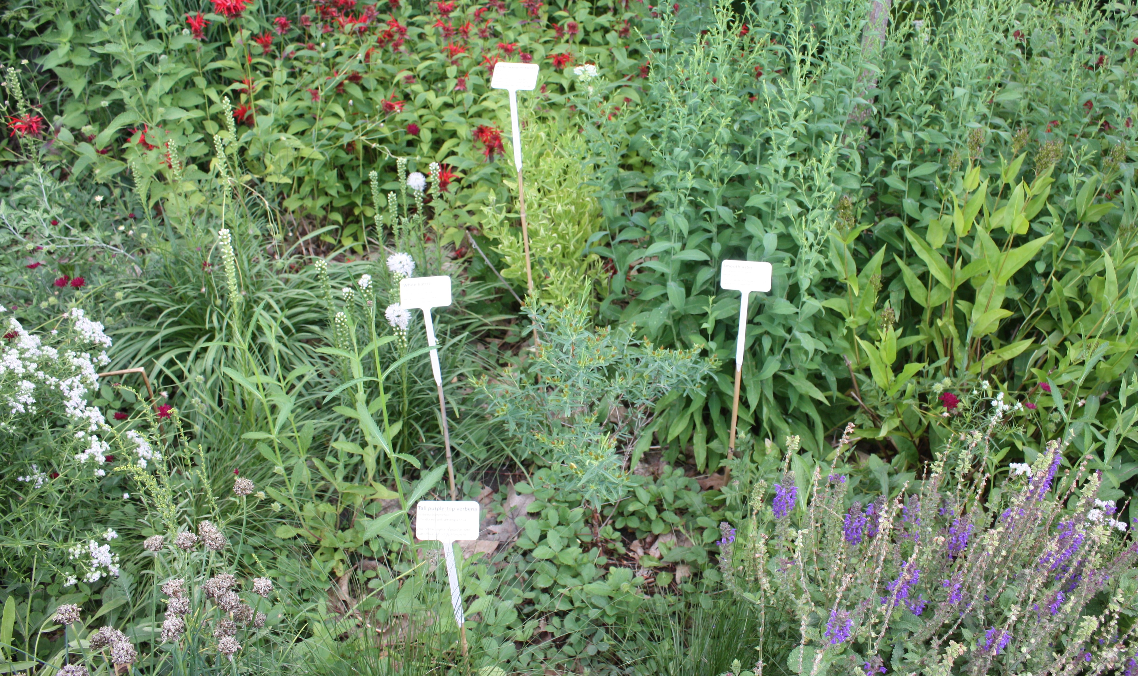DIY plant labels – The Corner Pollinator Garden and Wildlife Habitat