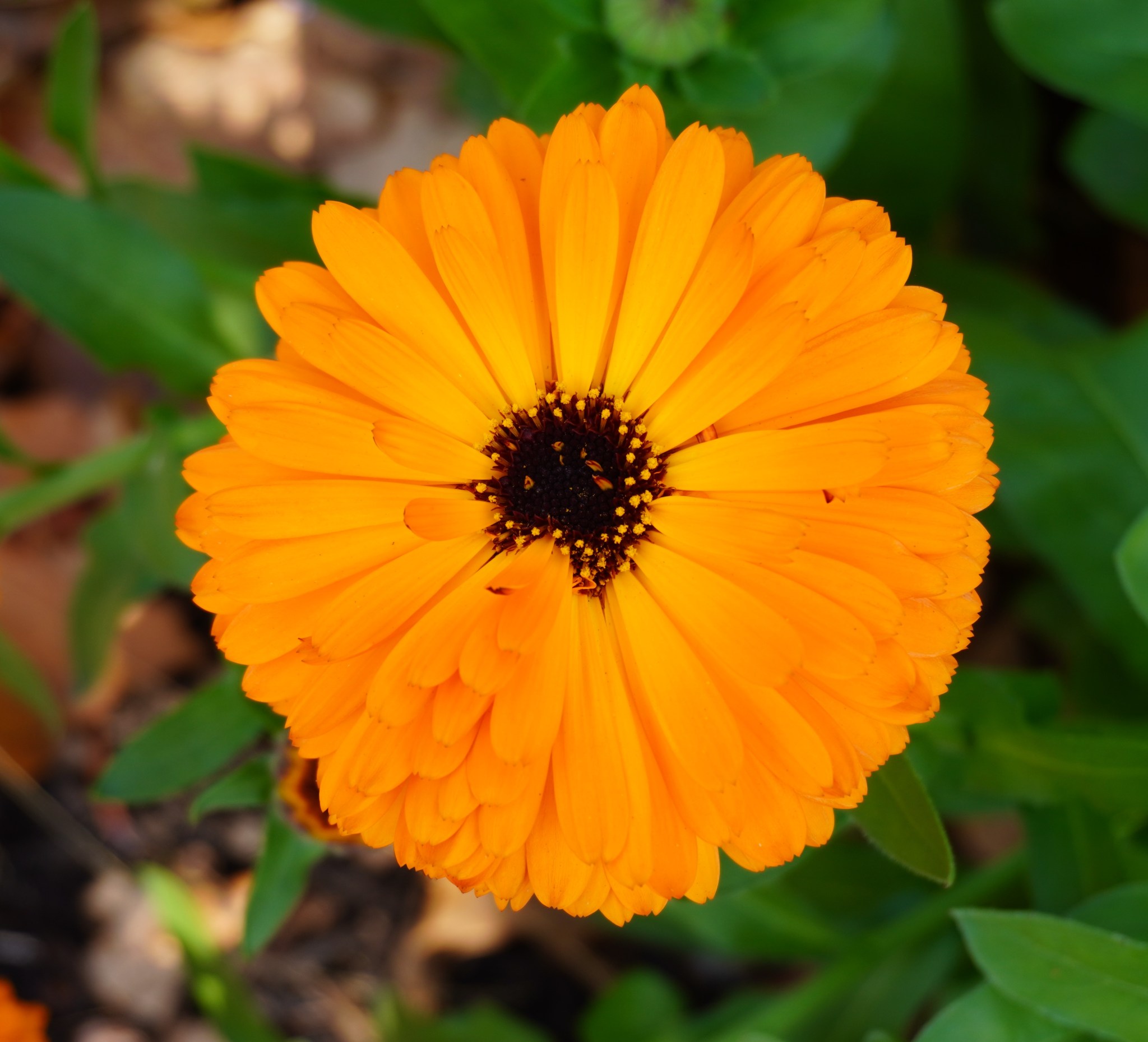 Short and sweet: new sidewalk pollinator planting – The Corner ...
