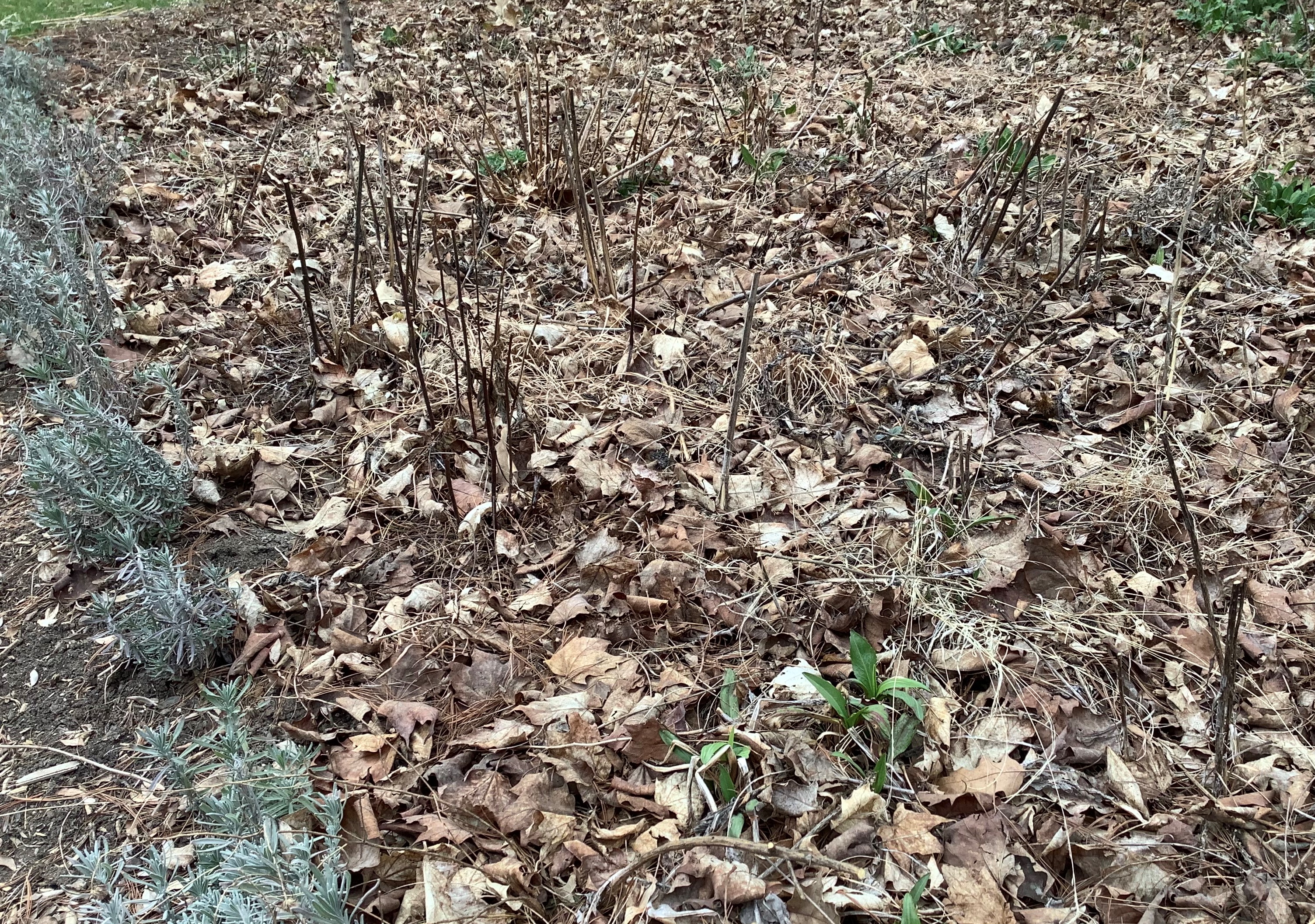 Pollinator garden spring clean-up – The Corner Pollinator Garden and Wildlife Habitat