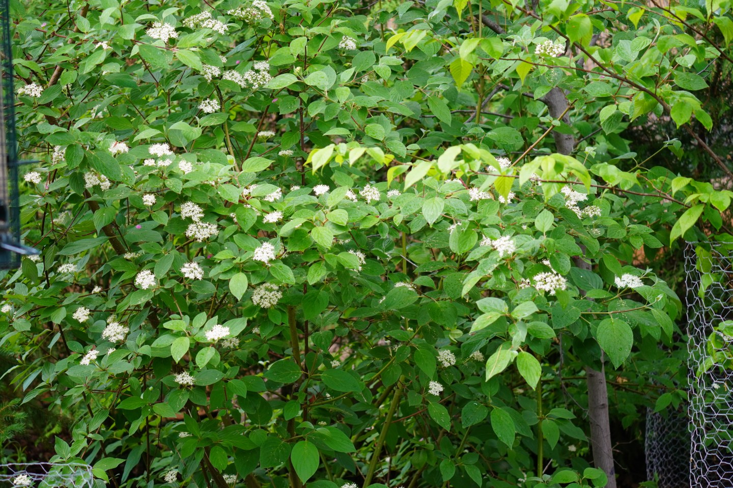 Continuous blooms in my hedgerows: part 2, late May and June, 2024 ...